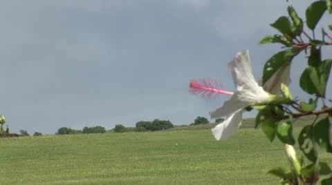 Runners in marathon Vídeo Stock 11429391