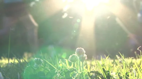 Runners Passing Sunlight on Grass Stock Footage 44338537