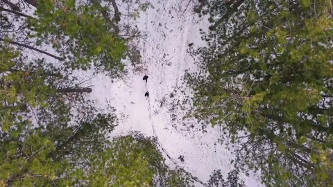 Runners running through forest on snow in winter drone shot. Jogging Stock Footage 149430859