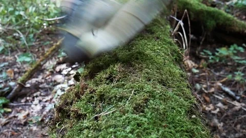 Runners' Sneakers on a falling tree Stock Footage 93846374
