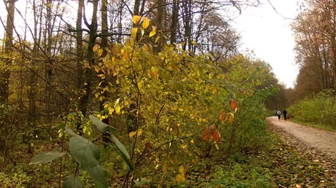Runners in the Sonian Forest (Brussels). Stock Footage 35209128