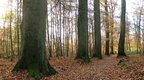 Runners in the Sonian Forest (Brussels). Stock Footage 35217694