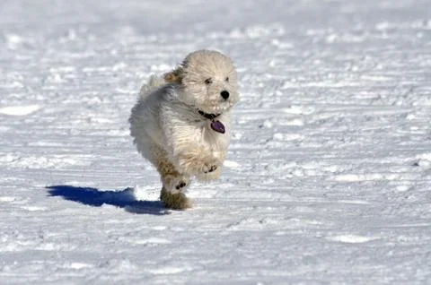 Runnig dog Foto stock
