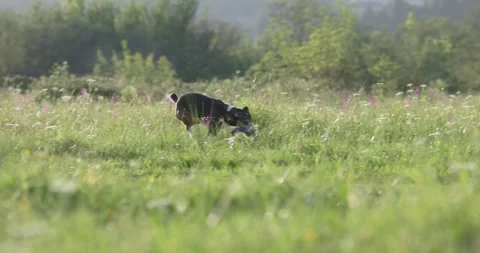 Running alert dog Stock Footage 311393497