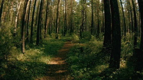 Running along the forest path. POV steadicam shot Stock Footage 97079563