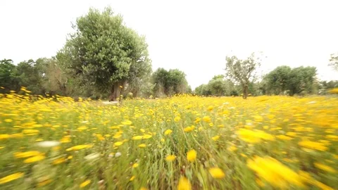 Running among the flowers in spring Stock Footage 126668907