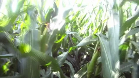 Running and falling in corn field Stock Footage 8601552