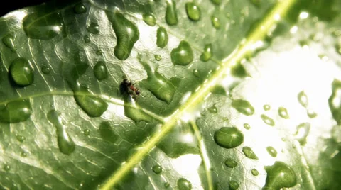 Running ant Stock Footage 33466802