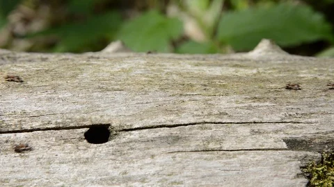 Running ants Stock Footage 103085307