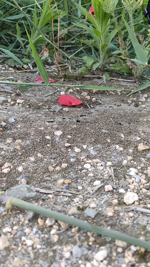 Running ants Stock Footage 154714541