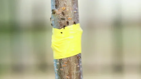 Running ants tree brunch yellow sticky tape on tree trunk and team ants Stock Footage 243685717