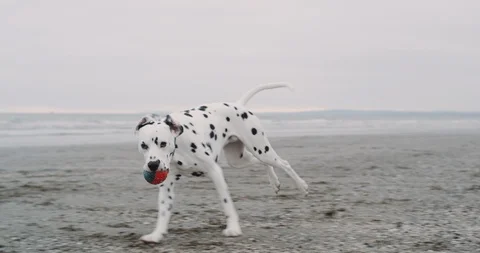 Running around the beach beautiful dalmatian dog with a small ball on his mouth Stock Footage