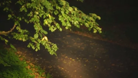 Running asphalt path in the park 動画素材 80297514