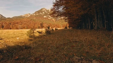 Running in the autumn forest Stock Footage 81717105