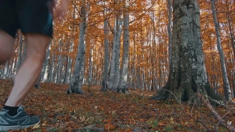 Running in the autumn forest Stock Footage 81717136