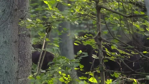 Running away buffalo Stock Footage 261419478