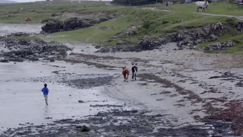 Running on the beach with cows in a coastal area on a cloudy day Stock Footage 325820818