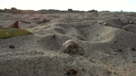 Running beach crab Video stock 10827675