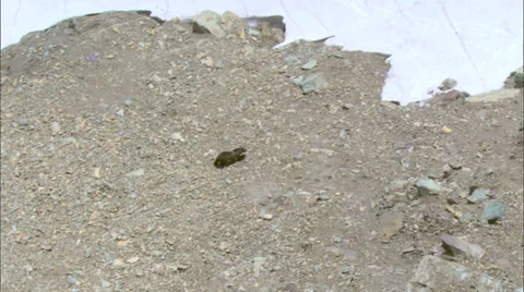 Running Bear Mountainside Stock Footage 37410580