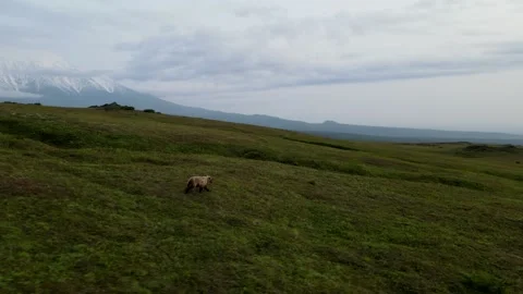 Running bear with a view of the volcano 库存影片 168104962