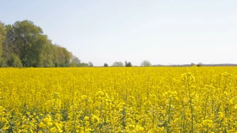 Running in a beautiful rapeseed field Stock Footage 99597812