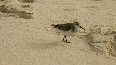Running bird on sandy Beach // Seychelles HD Stock Footage 44125842