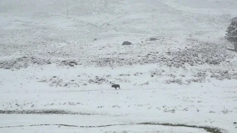 Running Bison in Yellowstone Winter Stock Footage 73676247