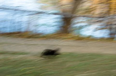 Running black cat, motion effect Stock Photos