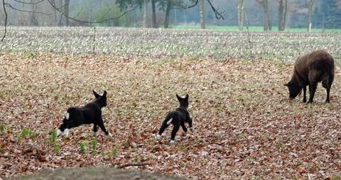 Running black lambs Stock Photos