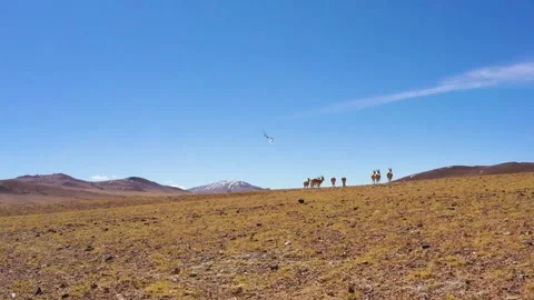 Running blue sheep Stock-Footage 243075212