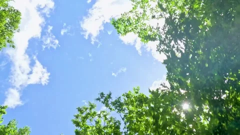 Running blue sky and forest Stock Footage 242839197