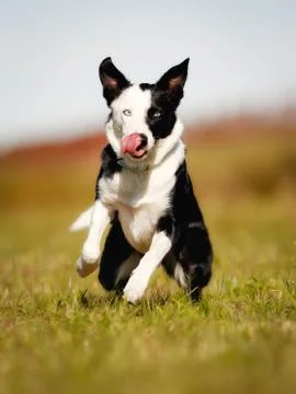 Running border collie Stock Photos