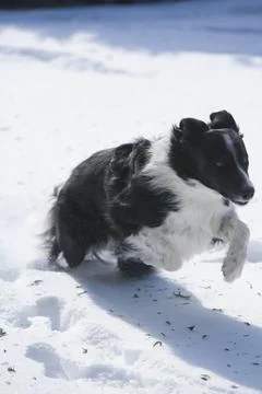 Running Border Collie Stock Photos