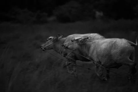 Running brother buffalos Stock Photos