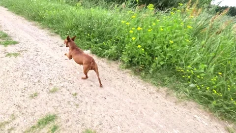 Running brown dog jumping with excitement along trail edge Stock Footage 314304512