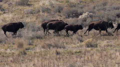 Running buffalo during roundup Stock Footage 43130802