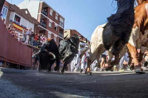 Running-of-the-bulls in San Sebastian de los Reyes, Spain - 01 Sep 2019 Stock Photos