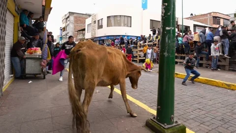 Running of the bulls through the streets. Toros de Pillaro Ecuador 2023_12.mov Stock-Footage 335814604