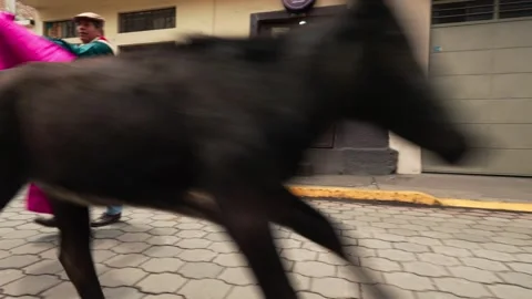 Running of the bulls through the streets. Toros de Pillaro Ecuador 2023_3.mov 스톡 동영상 335814952