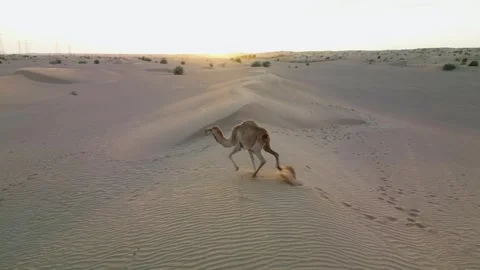 Running Camel at sunset in Saudi Arabian dessert Stock Footage 270167147