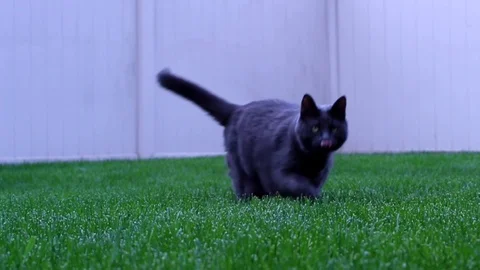 Running Cat Slo Motion Stock Footage