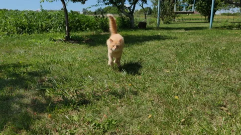 Running cat in slow motion Stock Footage 201930802