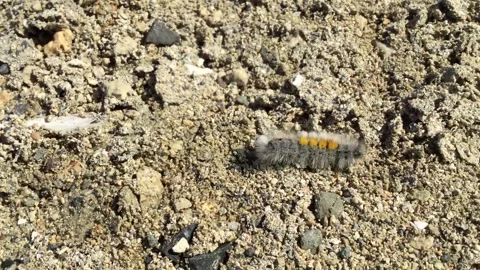 Running caterpillar top view Video stock 88772827