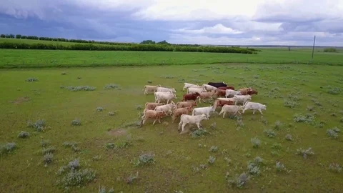 Running cattle Stock Footage 77719172