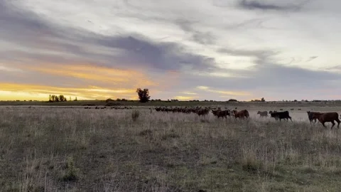 Running cattle at sunset Video stock 307516085