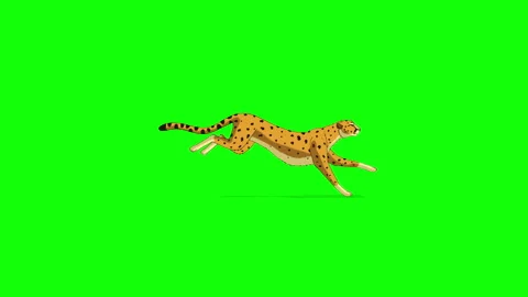 Running cheetah 4K chroma key Stock Footage 166456030