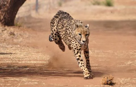 Running cheetah going sideways Stock Photos