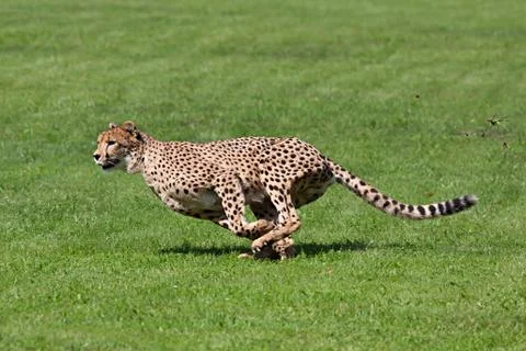 Running cheetah Stock Photos