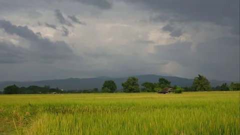 Running cloud in the paddy field before rain 스톡 동영상 81629724