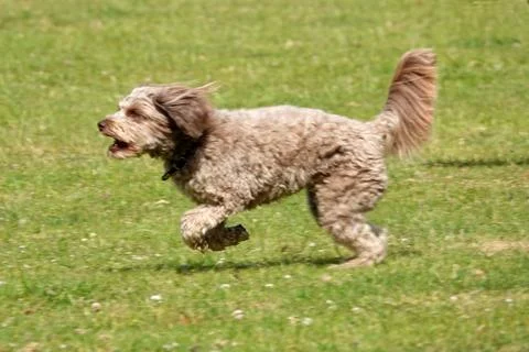 A running Cockapoo Stock Photos